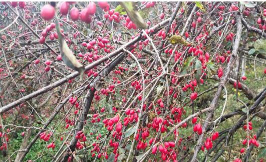 河南南召喬端鎮：山茱萸映紅致富路