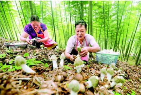 前三季度，山西省林特產品館銷量居全國第一