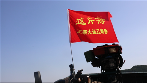 這片海秋參第一撈，新鮮海參現場試吃