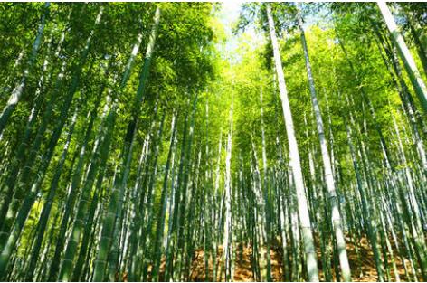 商務部：進一步激發以竹代塑發展潛力