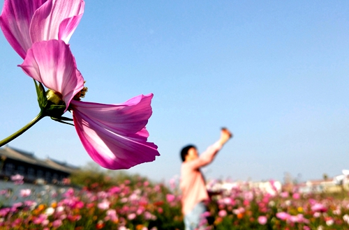 郯城：古鎮盛開“格桑花”