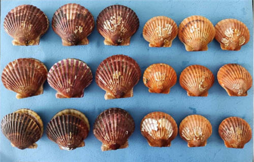 青島農業大學：“紫海扇貝”新品系育種項目通過現場驗收