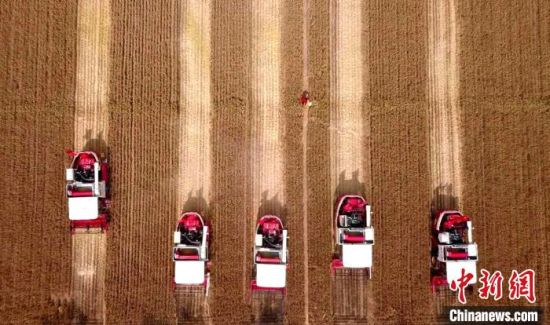 【“十三五”山東蝶變】五大振興搭鄉村振興四梁八柱