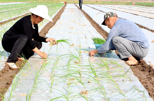郯城縣歸昌鄉：洋蔥栽植正當時