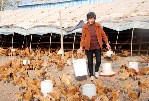 郯城縣紅花鎮戚忠霞等兩戶農民帶頭飼養草雞奔富路