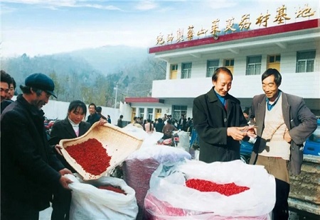 小小山茱萸 富民大產業——仲景宛西制藥 “加盟”藥農“旱澇保收”