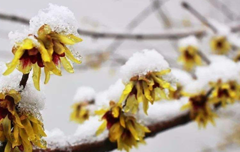 安徽省減災辦下發通知：應對雨雪天氣 做好防災減災