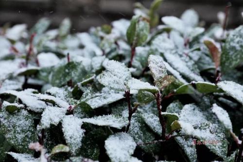 初雪“到貨”，如何取暖？