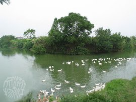 中國農業科學院：打造引領農業科技發展的戰略科技力量