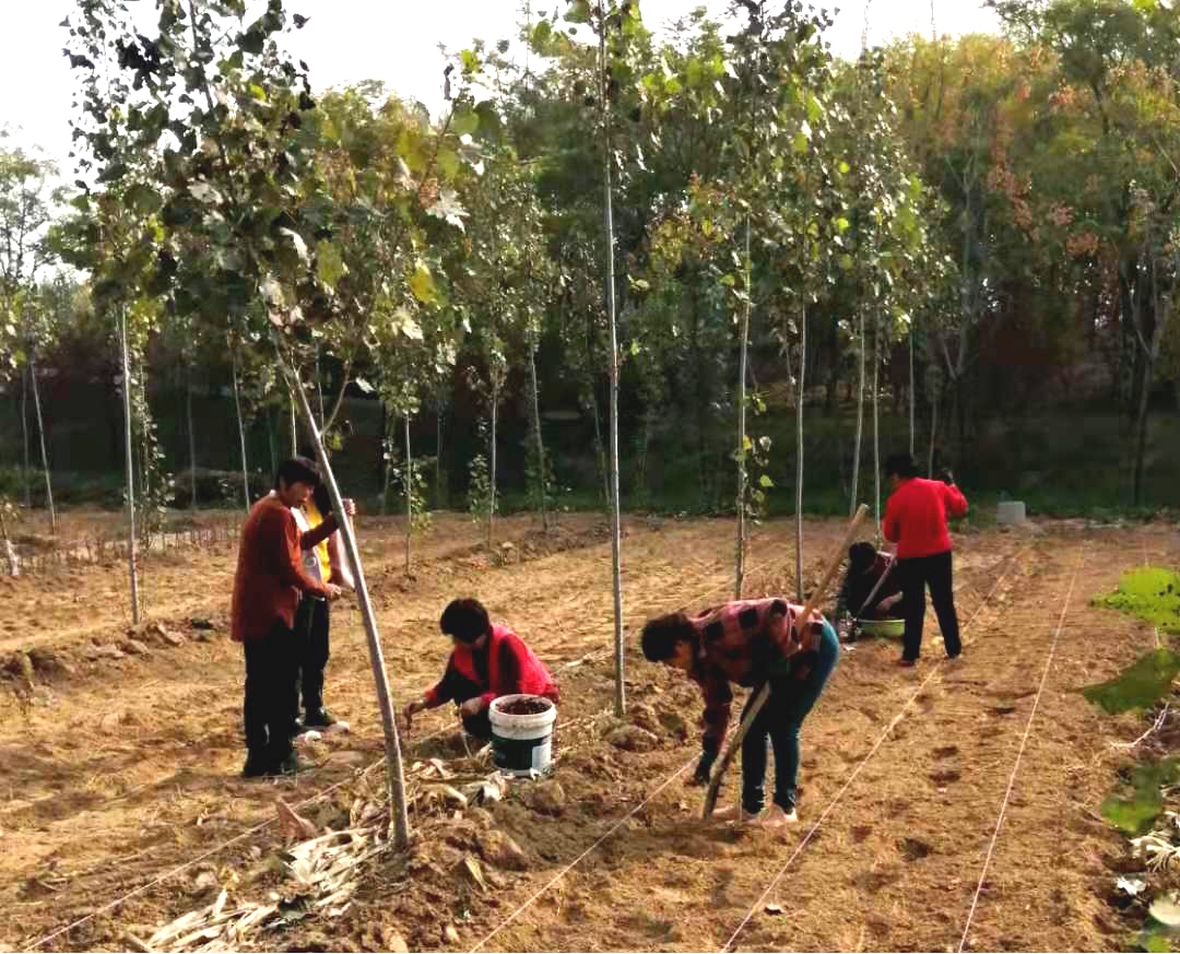 德州市城管局“四進”工作組引進油牡丹種植項目落地