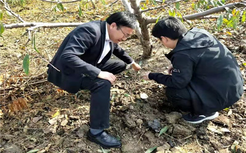 桃樹下的“金寶寶”  產業振興新引擎
