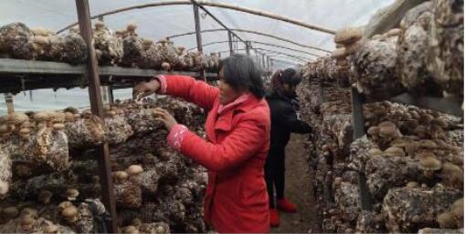 河南南召皇后鄉：香菇產業成就脫貧夢想