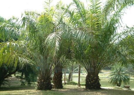 年畝產油量超過200千克的油棕品種通過審定