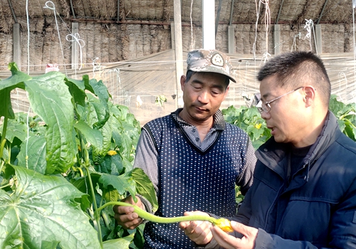郯城縣高峰頭鎮：農技人員點“菜單”大棚絲瓜巧賺錢
