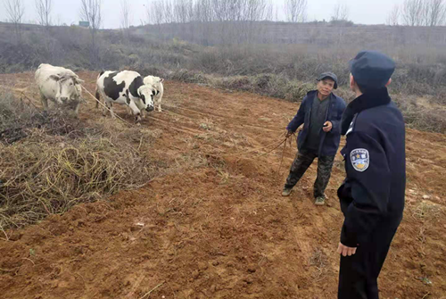 4頭牛走失兩省三縣交界，民警步行8里路在山坳找回