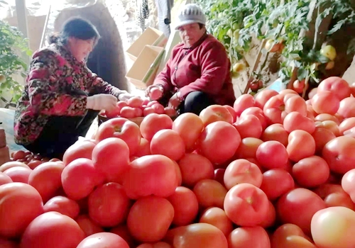 郯城縣楊集鎮：大棚西紅柿成為農戶“增收果”
