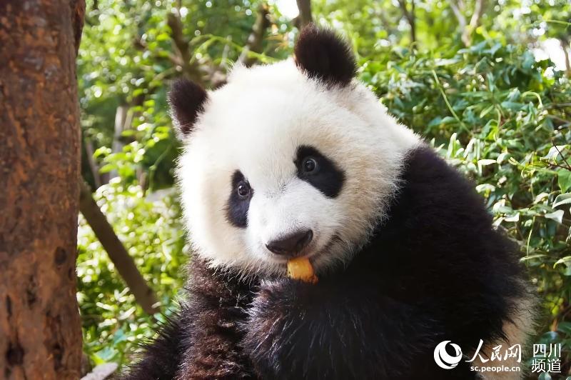 @所有人，成都大熊貓基地面向全球征集LOGO！