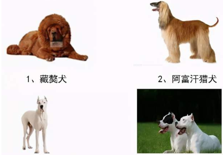 德州人看圖：還有9天，這些犬就不能養了