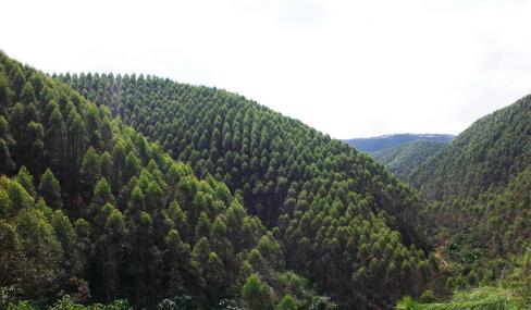 廣西林業累計帶動120余萬脫貧人口穩定增收