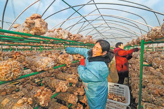 2020年河南省新增農村勞動力轉移就業45.81萬人