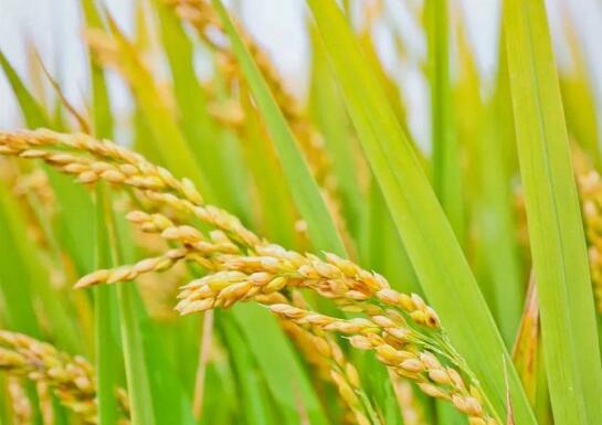 中央財政強農惠農富農政策清單發布