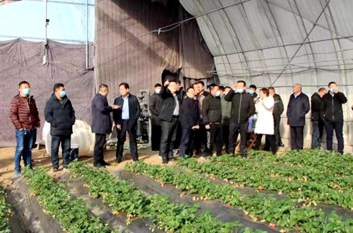 蘭陵縣蘭陵鎮考察團到花園鎮草莓農業科技產業園參觀學習