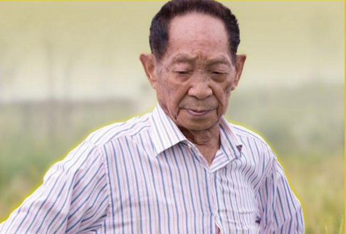 權威快報！袁隆平團隊海水稻開始產業化推廣