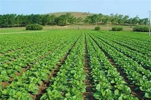 深入推進綠美廣東生態建設 清遠擬用五年建成國家森林城市