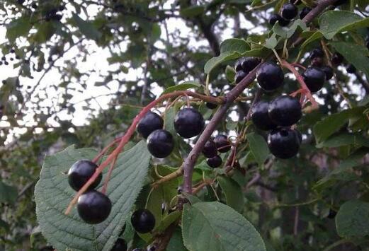 黑龍江：打造寒地漿果全產業鏈 前景可期