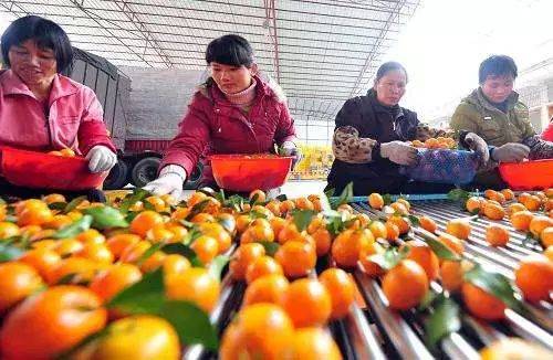 廣西：立足特色資源 打造優質地標農產品