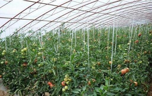 河南四大舉措推進農業高質量發展
