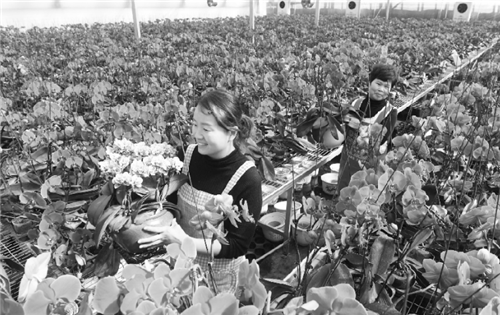 安徽推深做實林長制改革 苗木花卉增色“美麗經濟”