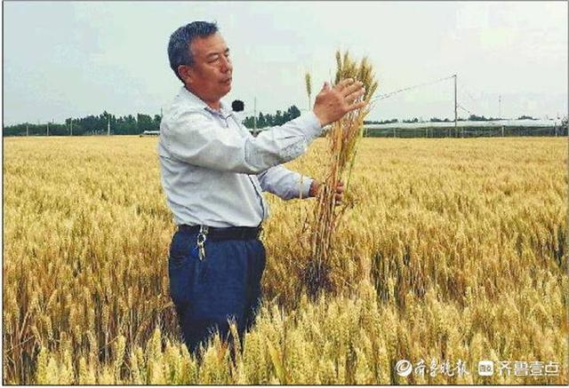 揭秘農業強“芯”背后育種科技