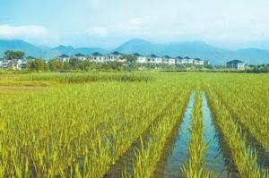發力“地、種、技、人”提升糧食產能