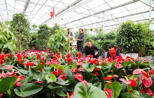 全年銷售額將破2000億 我國賣出的花可繞地球多少圈？