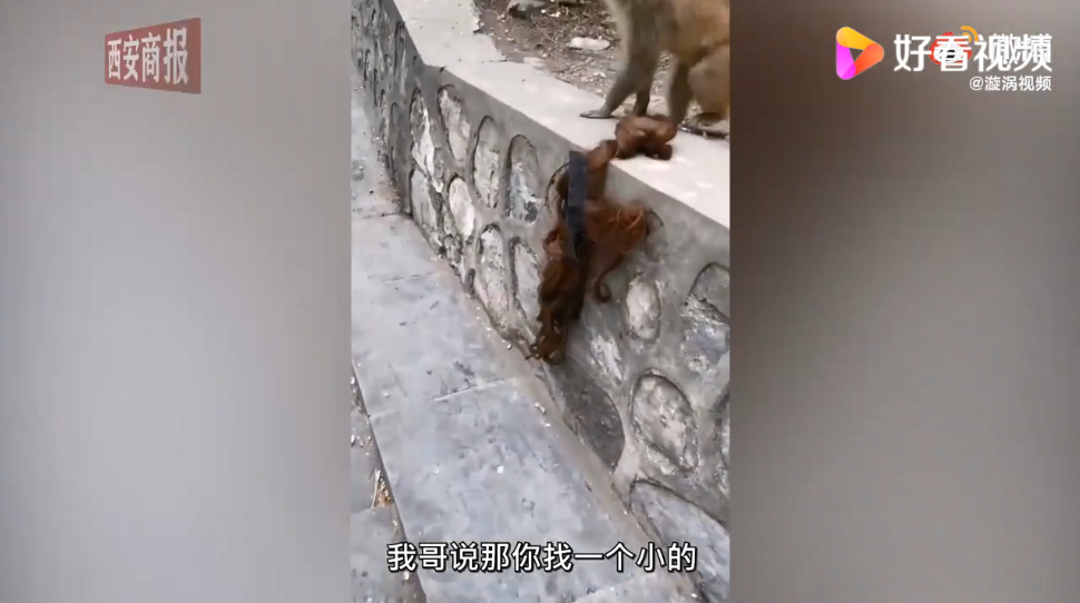 女孩景區喂猴被扯掉假發