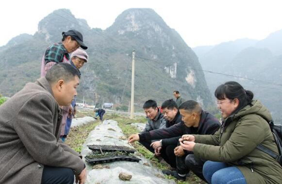 貴州5000科技特派員助力農村產業