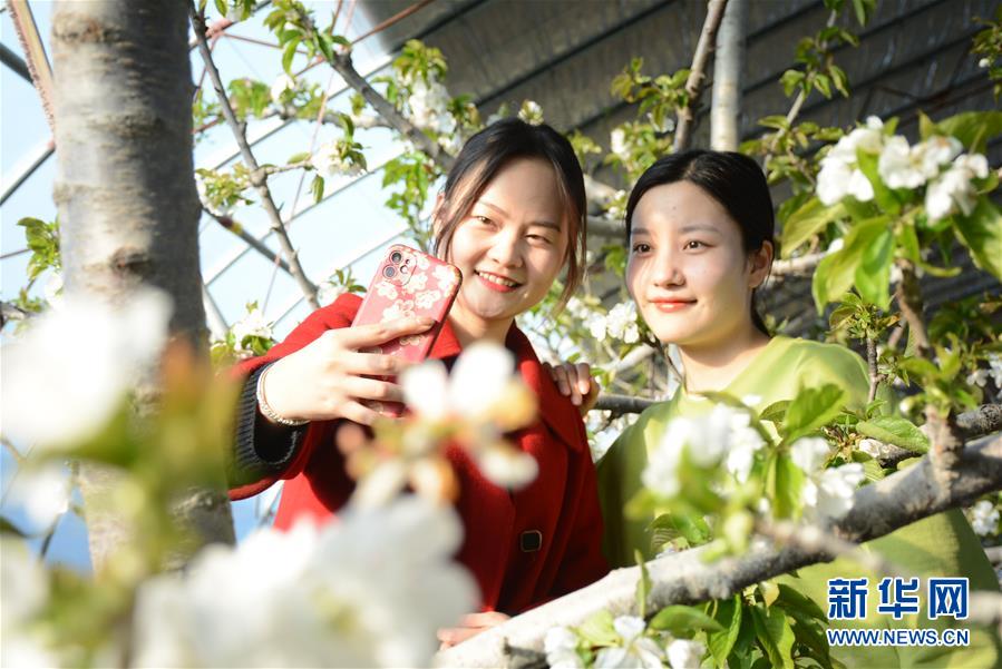 山東濱州:致富花開