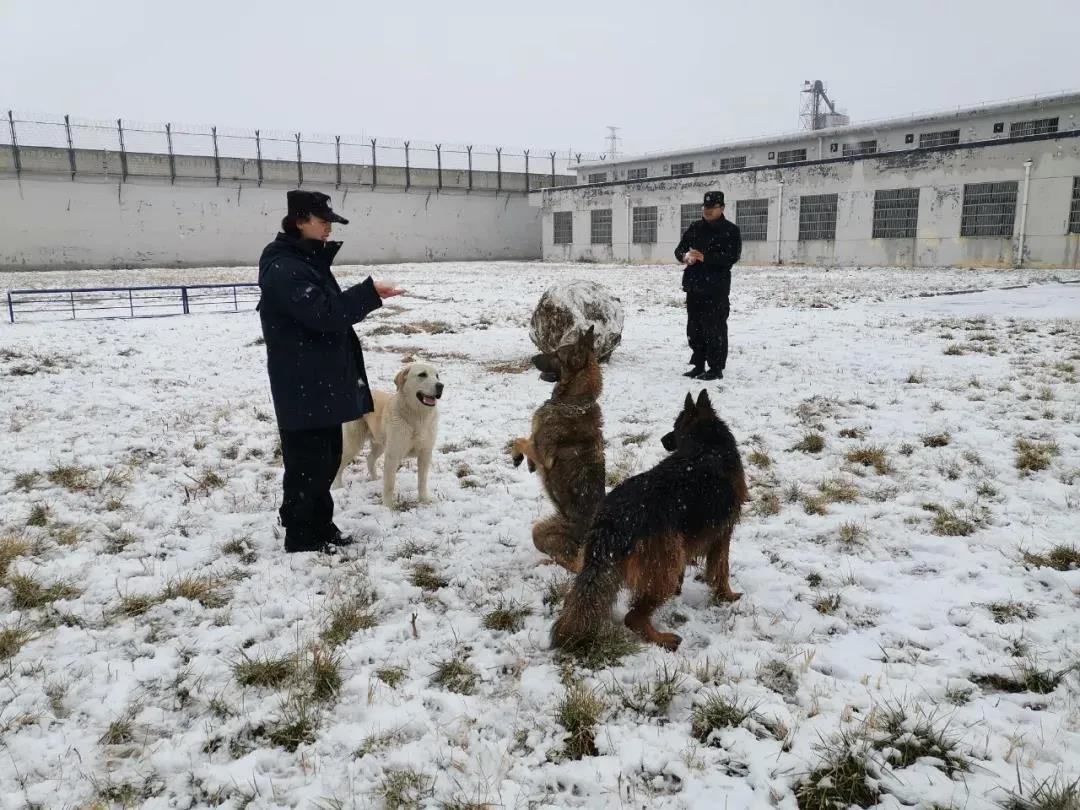 山東唯一女警犬訓導員何苗苗 | 全國月度平安之星評選投票通道開啟！