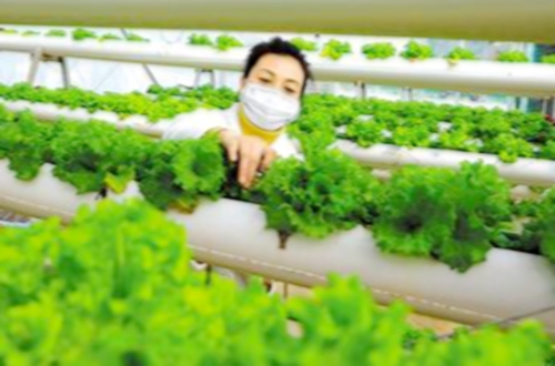 郯城縣百發農民種植專業合作社：以“信息化提速”推進農村種植戶現代化