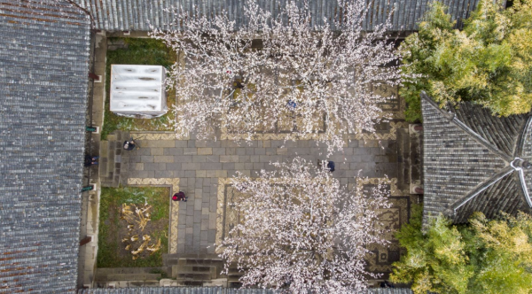 濟南趵突泉公園梅花傲雪怒放