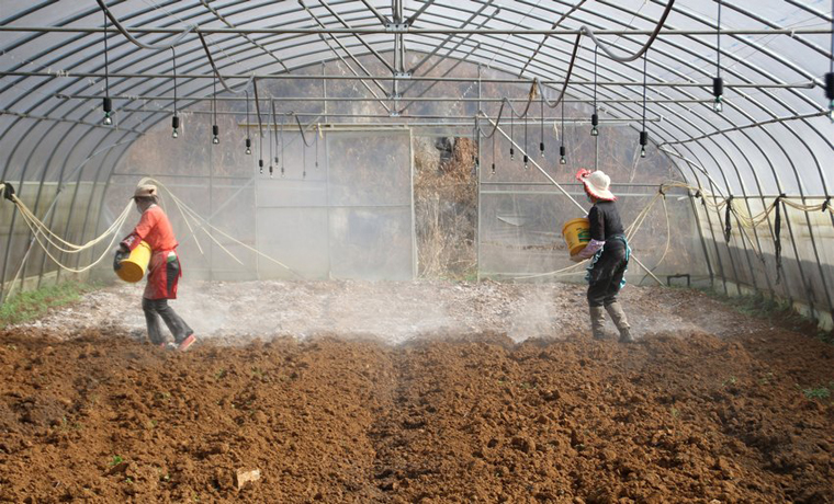 貴州大方：不負好春光 田間地頭春耕忙
