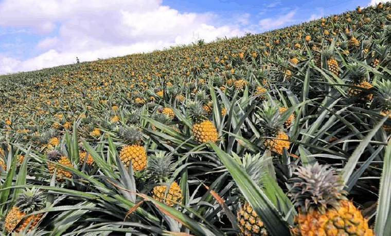 均價2.5元/斤！徐聞菠蘿鮮果田頭價創新高