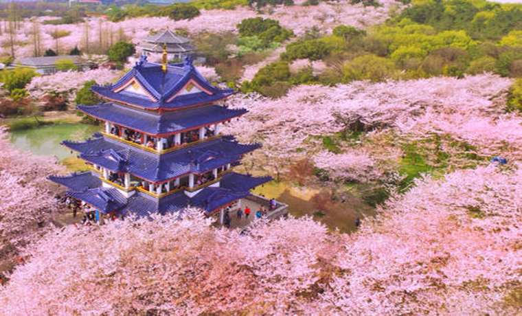 賞花游熱度不斷升溫 游客春游正當時