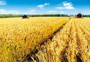 2024年糧食單產提升對增產貢獻超八成——糧油作物大面積單產提升顯成效
