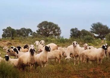 寧夏銀川“雙節”期間游客數量、旅游收入同比上漲超五成