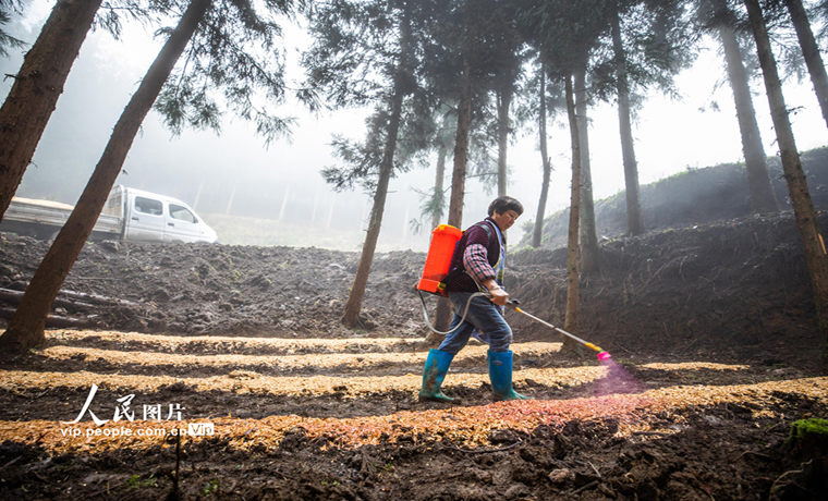 貴州畢節：林下竹蓀種植忙