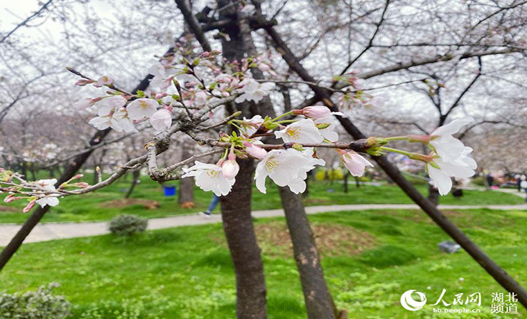 湖北發布春季十大賞花線路 援鄂醫護代表來赴約