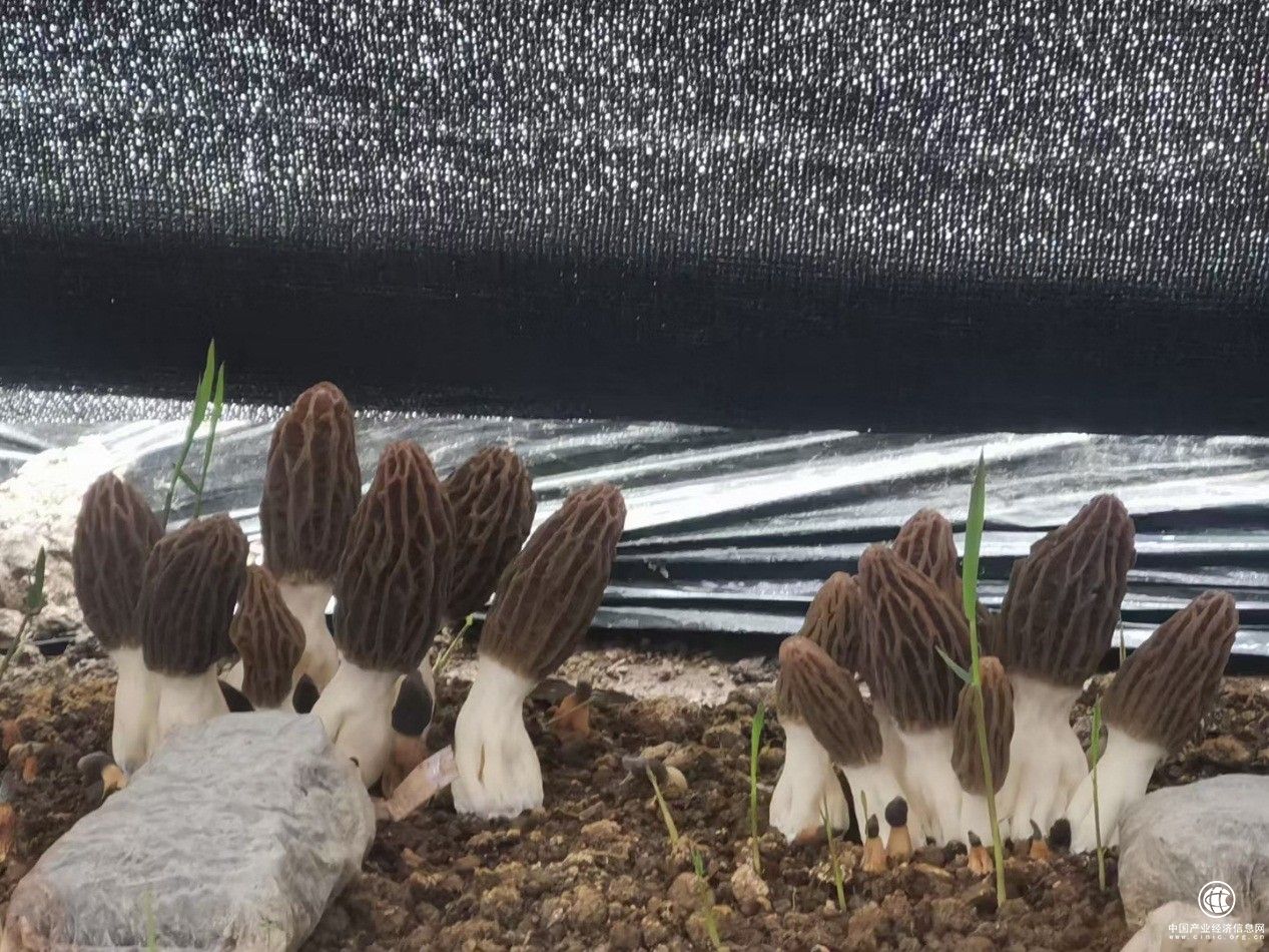 羊肚菌試種成功 三潤集團或將迎來又一張增收王牌