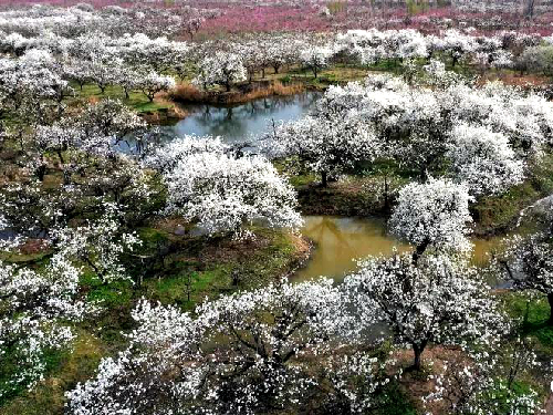碭山：第26屆梨花節異彩紛呈